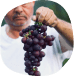 Clippath Grapes Min