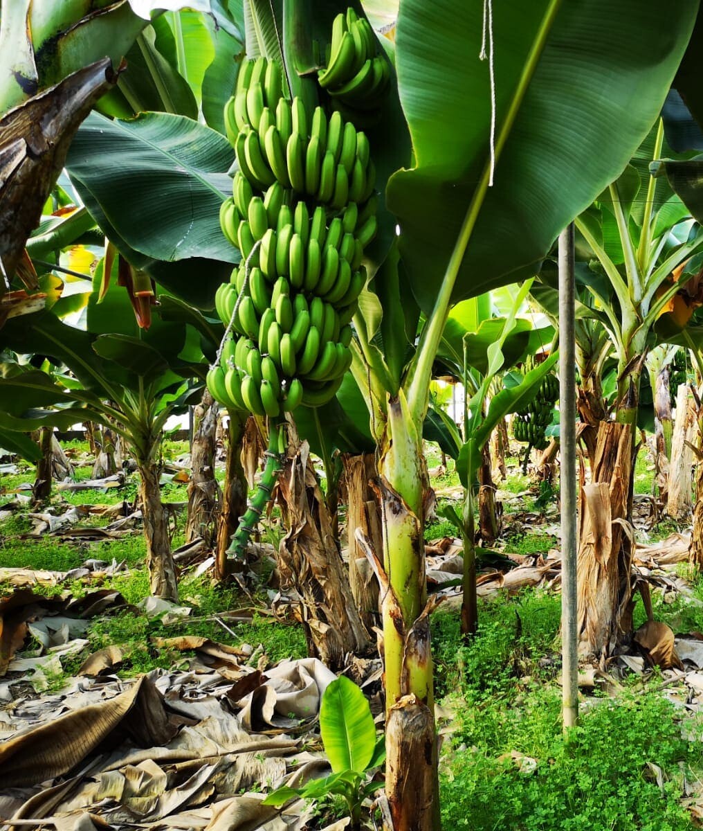 Bananas Plantation Photo