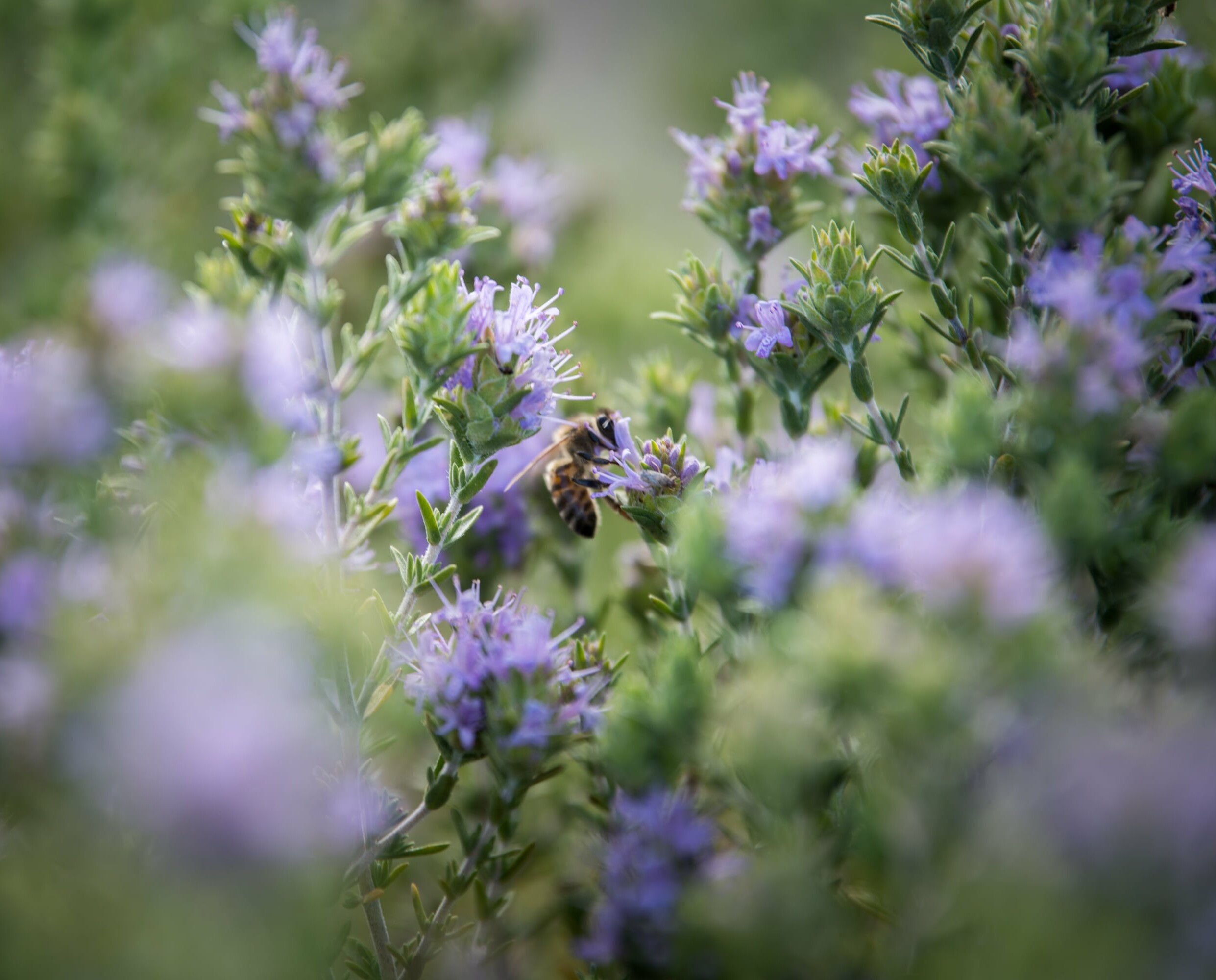 Herbs And Oils Photo