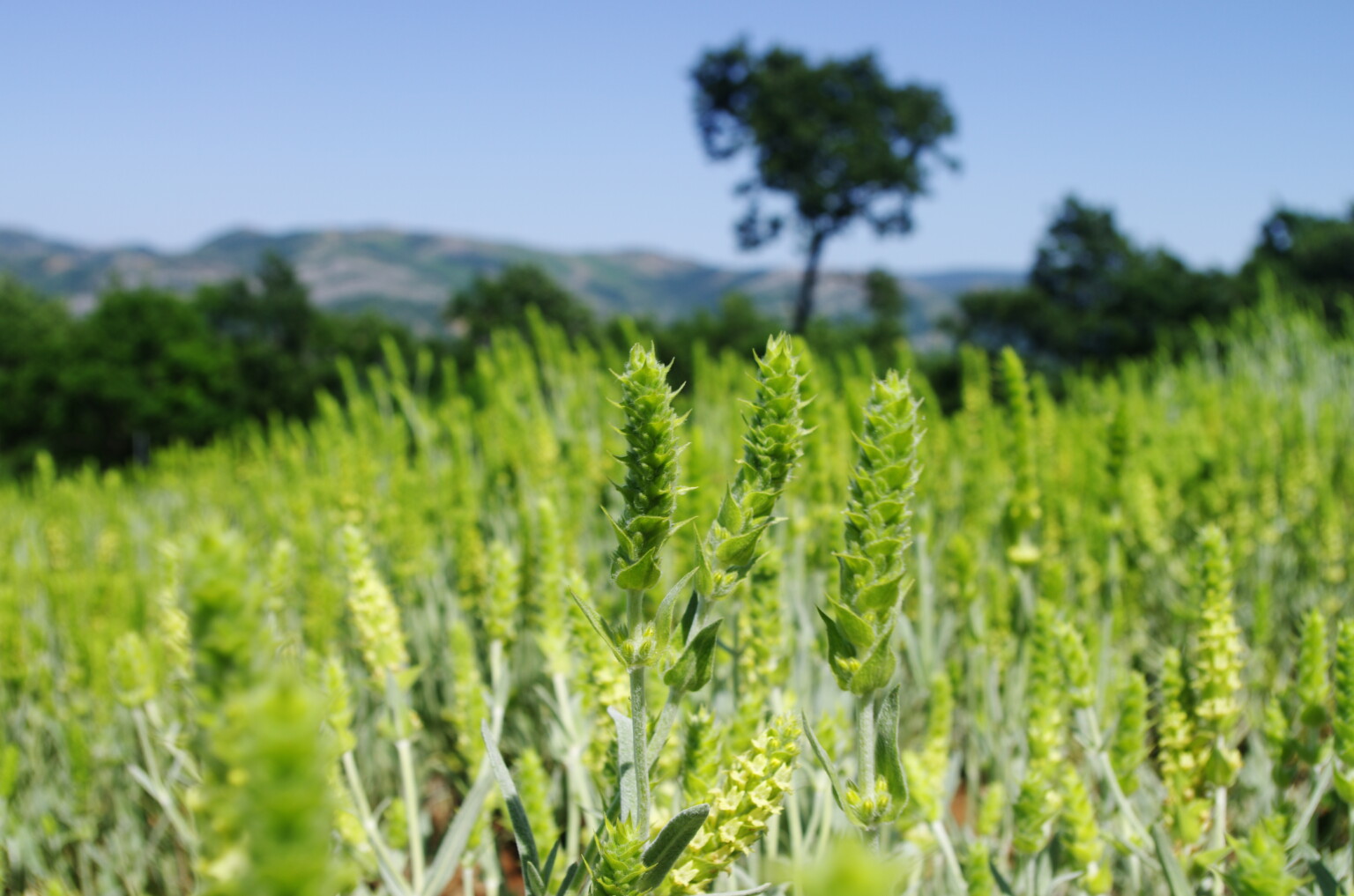 Greek language visual data 2