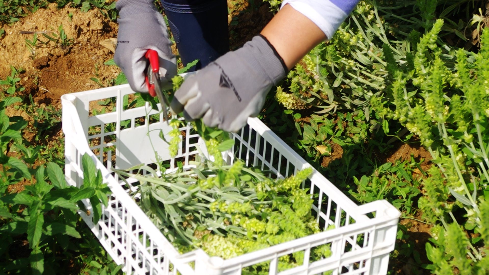 Scardica Harvesting Frame