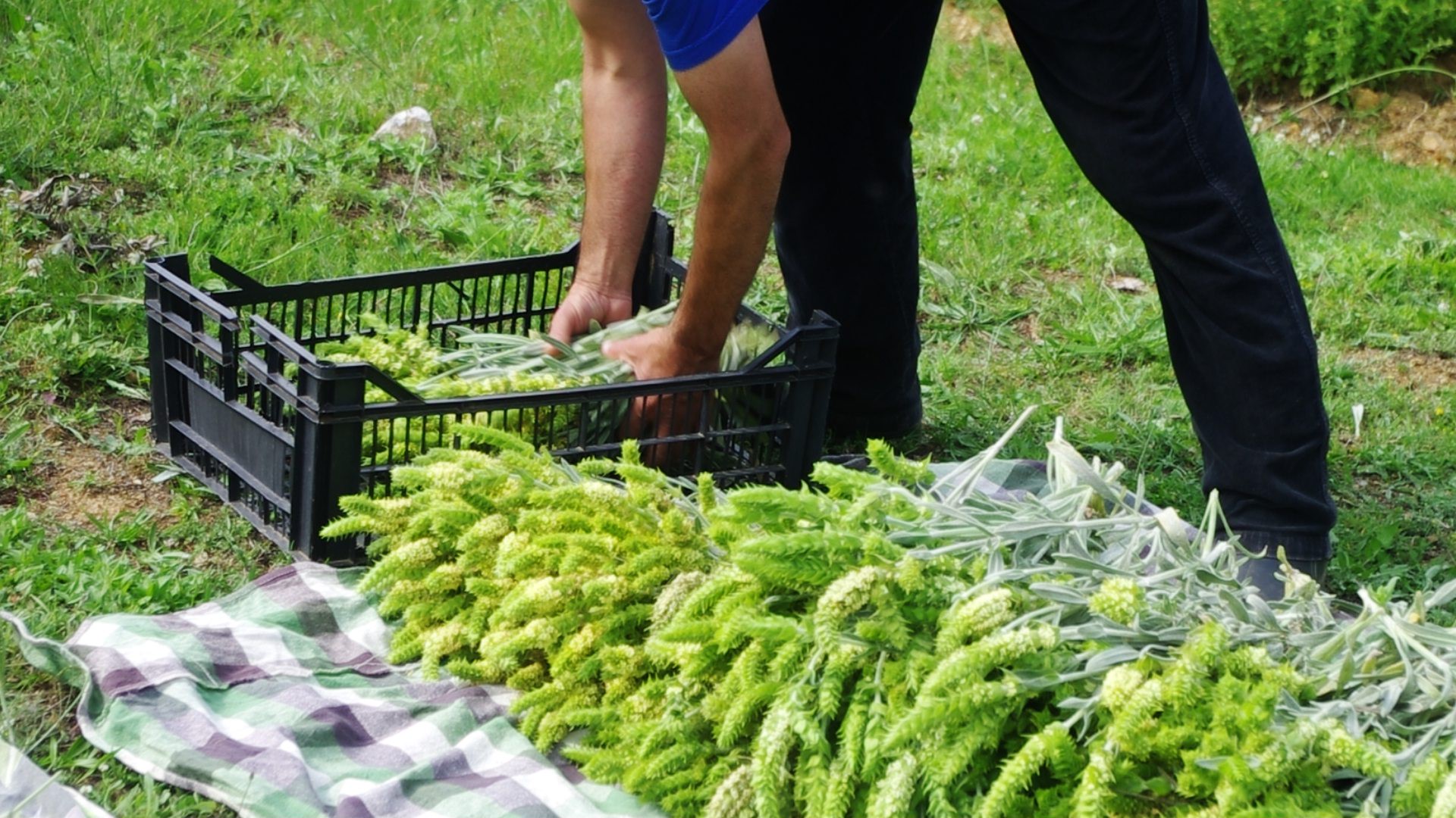 Sideritis Scardica Harvesting Frame